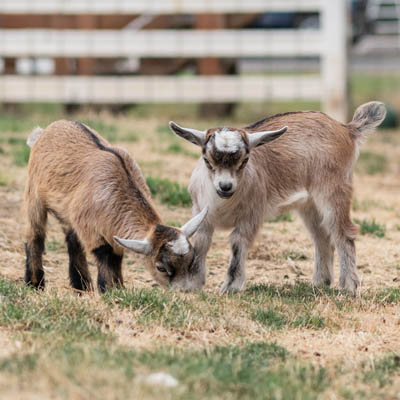 Pygmy Baby Goats at Bauman's in the Animal Barn