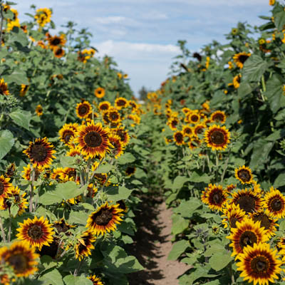 Sunflower Field at Baumans