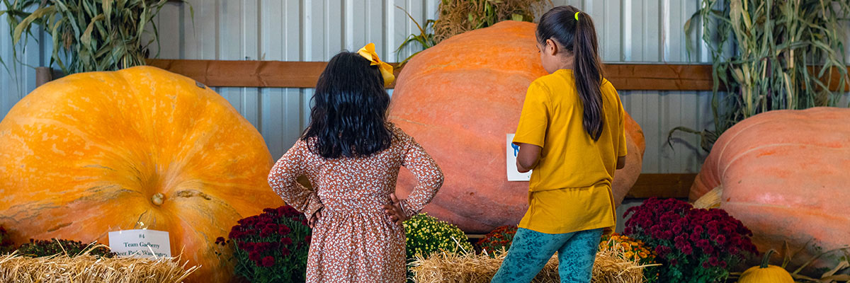 Giant Pumpkin weigh off contest at Bauman's Harvest Festival - Oregon