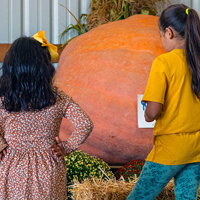 Giant Pumpkin Weigh Off at Baumans