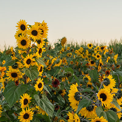 Sunflower Field at Bauman's in Oregon